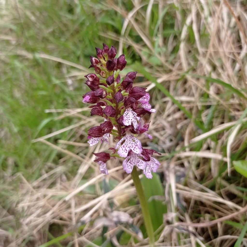 orchidee-Casentino